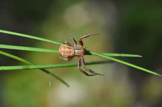 Слика од Xysticus erraticus (Blackwall 1834)