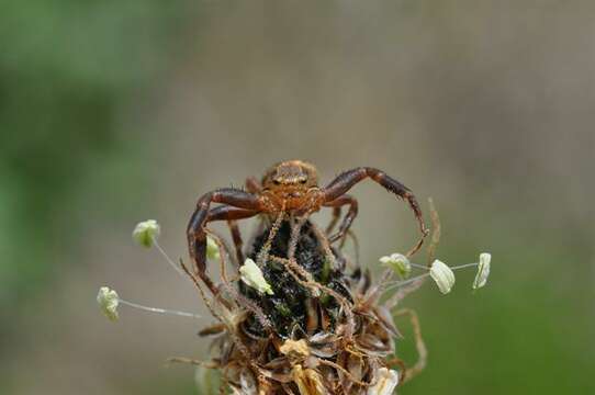 Image de Xysticus erraticus (Blackwall 1834)