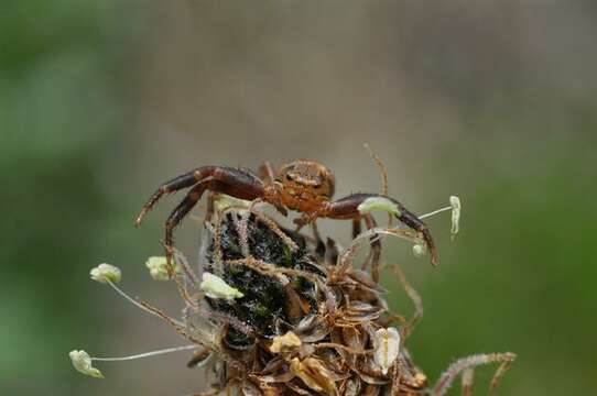 Image of Xysticus erraticus (Blackwall 1834)