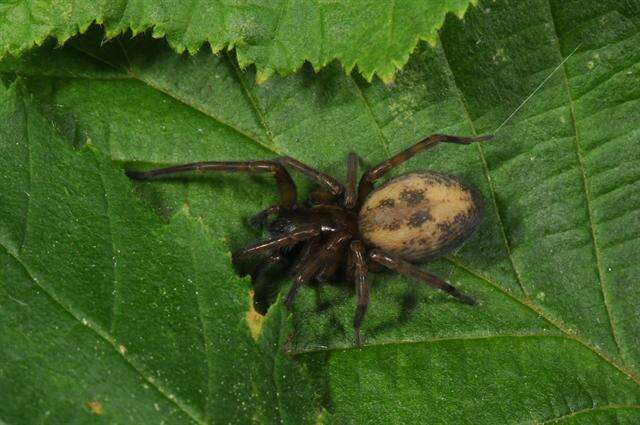 Image de Amaurobiidae