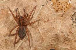 Image of wolf spiders