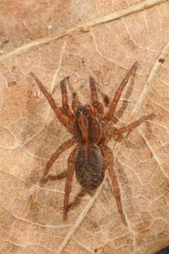 Image of wolf spiders