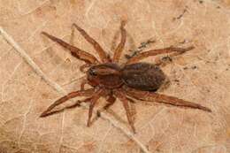 Image of wolf spiders