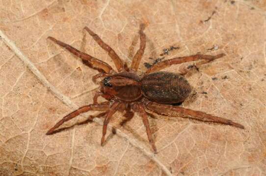 Image of wolf spiders