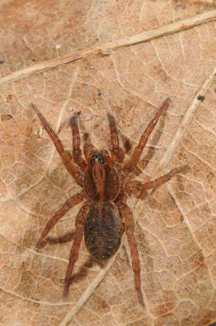 Image of wolf spiders