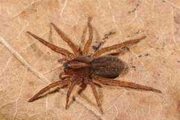 Image of wolf spiders