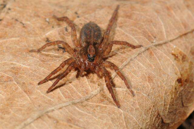 Image of wolf spiders