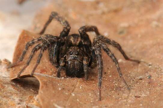 Image of Easter Fox Spider