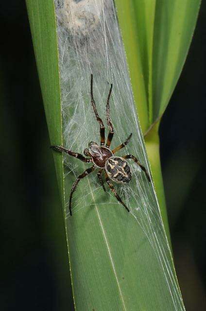 Image de Larinioides