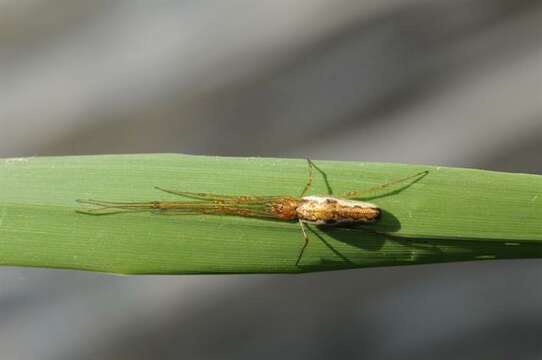 Image of Tetragnatha montana Simon 1874