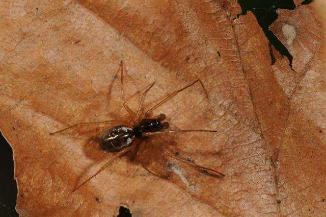 Image of Sheetweb Spiders