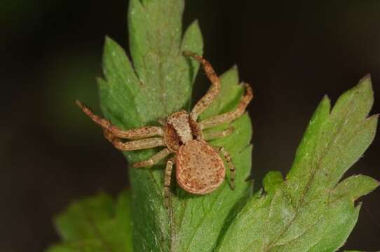 Image of crab spiders