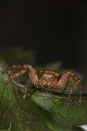 Image of crab spiders