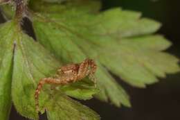 Image of crab spiders