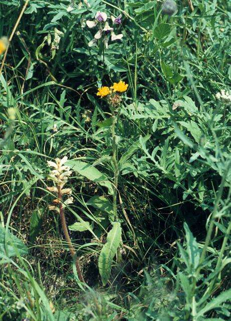 Image of oxtongue broomrape