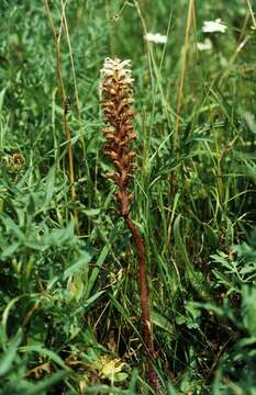 Image of oxtongue broomrape