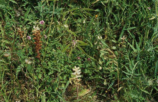 Image of oxtongue broomrape