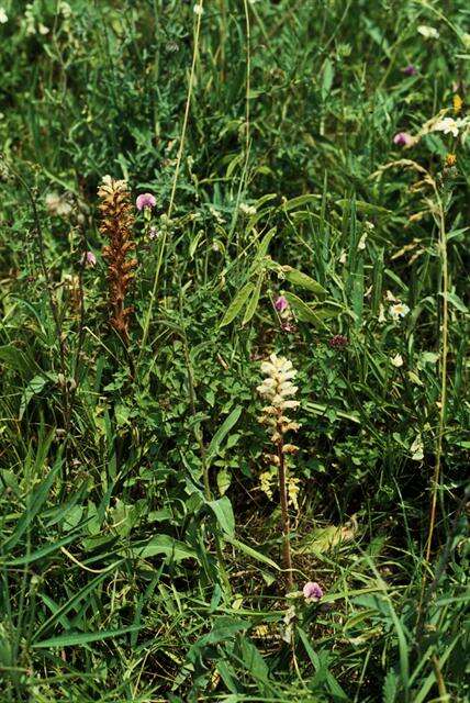 Image of oxtongue broomrape