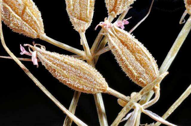 Image of cumin