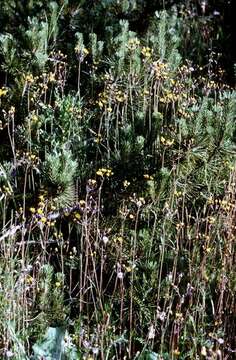 Image of hawkweed