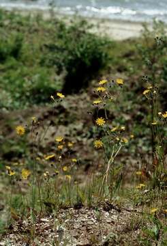 Image of Hieracium fioniae Dahlst.