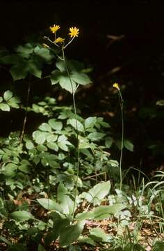 Image of Hieracium murorum subsp. marginelliceps (Dahlst.) Zahn Ascherson & Graebner