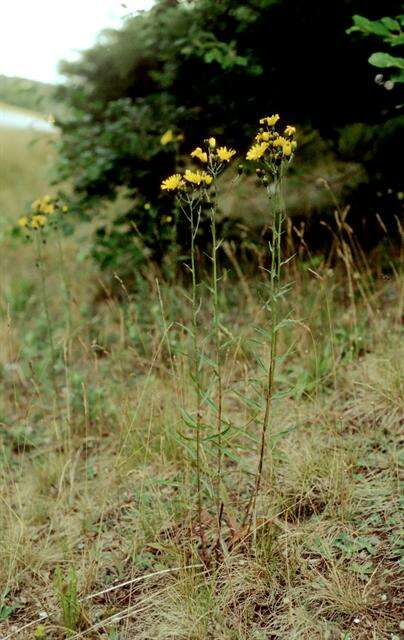 Image of Hieracium rebildense Wiinst.