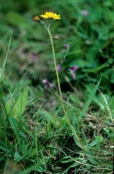 Image of Pilosella lactucella (Wallr.) P. D. Sell & C. West