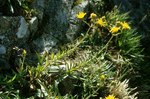 Image of hawkweed