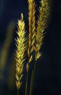 Image de Elymus athericus (Link) Kerguélen