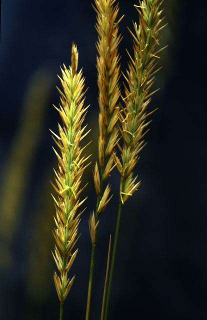 Image de Elymus athericus (Link) Kerguélen