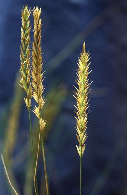 Image de Elymus athericus (Link) Kerguélen