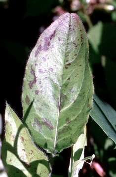 Image of Hieracium contaminatum Wiinst. ex Hyl.