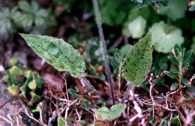 Image of Hieracium contaminatum Wiinst. ex Hyl.