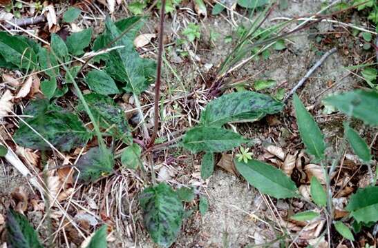 Image of Hieracium contaminatum Wiinst. ex Hyl.