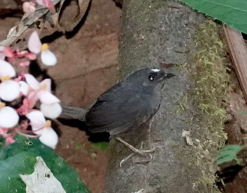 Image of Santa Marta Tapaculo