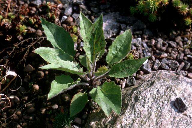 Image of Hieracium contaminatum Wiinst. ex Hyl.