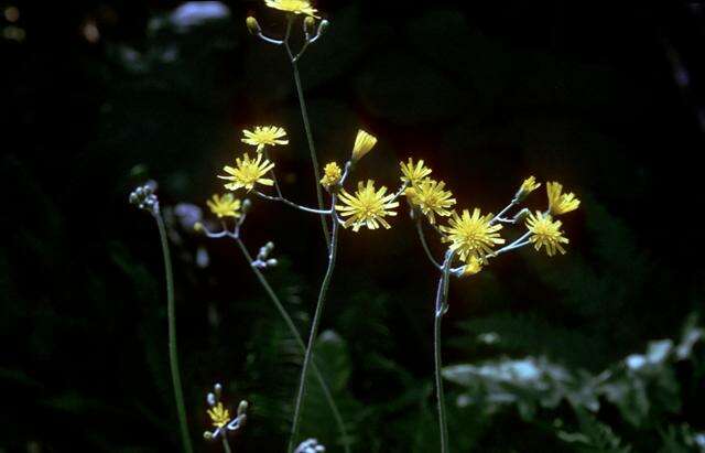 Image of Hieracium murorum subsp. marginelliceps (Dahlst.) Zahn Ascherson & Graebner