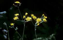 Image of Hieracium murorum subsp. marginelliceps (Dahlst.) Zahn Ascherson & Graebner