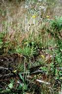 Image of Hieracium perscissum Jord. ex Bor.