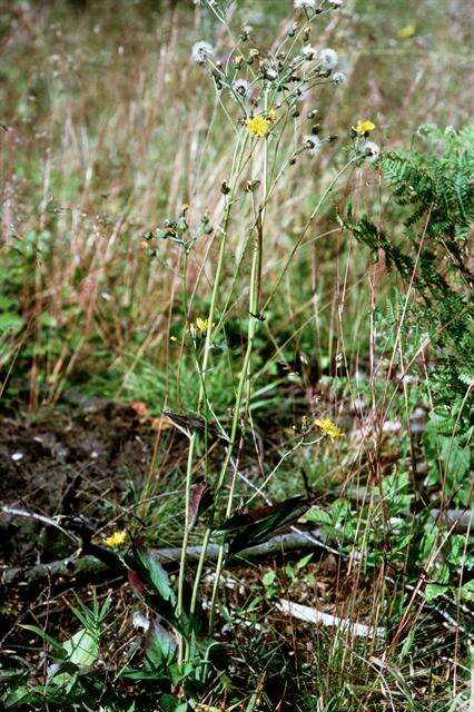 Image of Hieracium perscissum Jord. ex Bor.