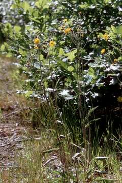 Image of Hieracium perscissum Jord. ex Bor.