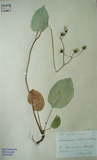 Image of Hieracium murorum subsp. orbicans (Dahlst.) Zahn