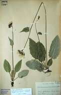 Image of Hieracium murorum subsp. subcrispatum Zahn