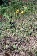 Image of Hieracium pseudanfractum Dahlst.