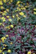 Image of Hieracium diaphanoides Lindeb.