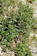 Image of hawkweed