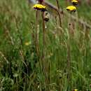 Image of meadow hawkweed