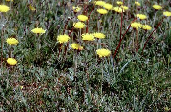 Image of Pilosella officinarum Vaill.