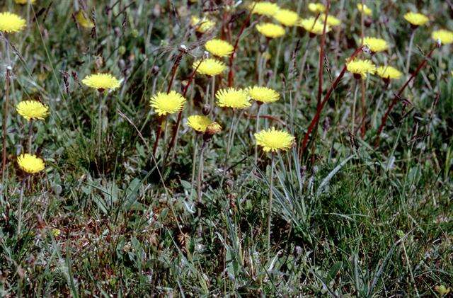 Image of Mouse-ear-hawkweed